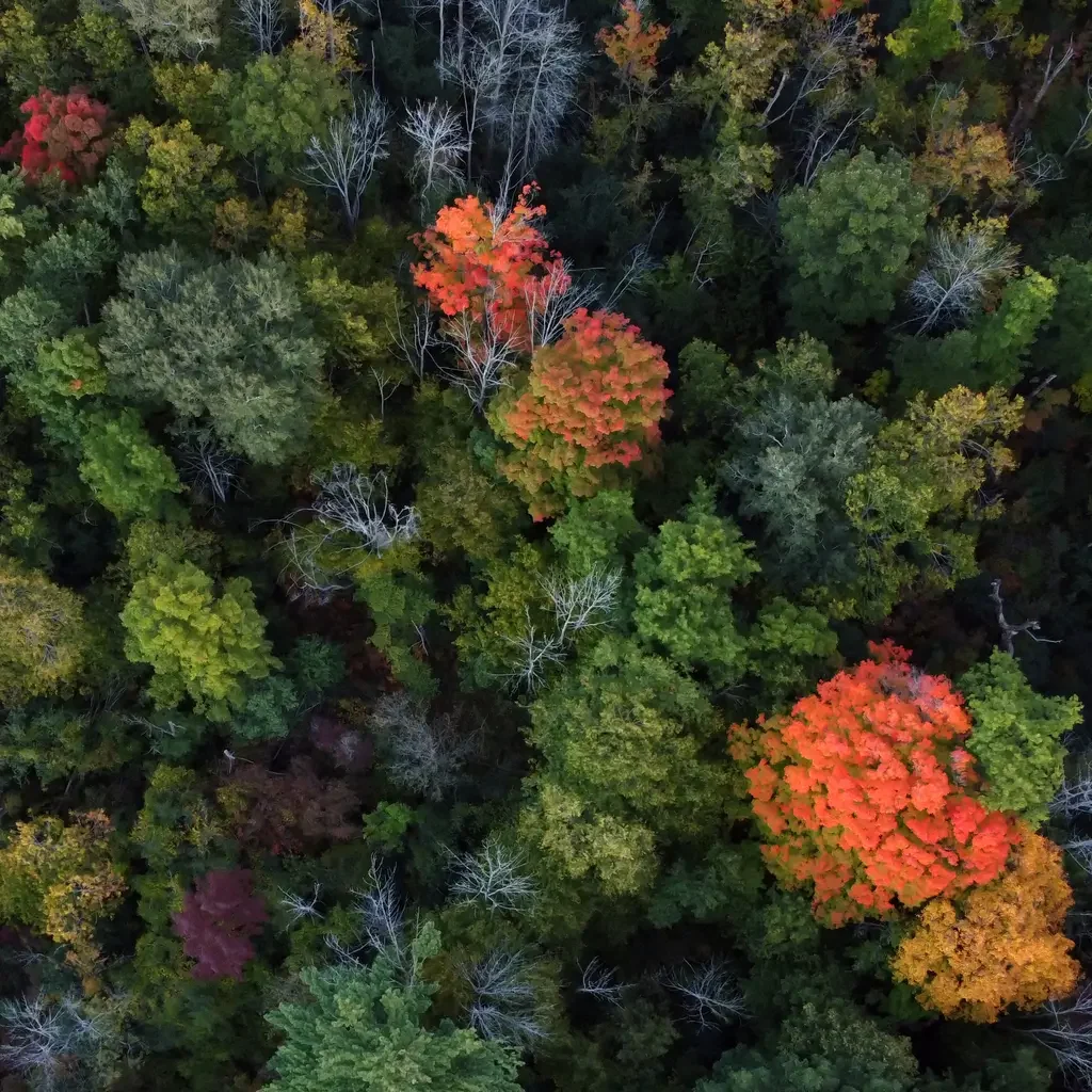 foret-vue-aerienne